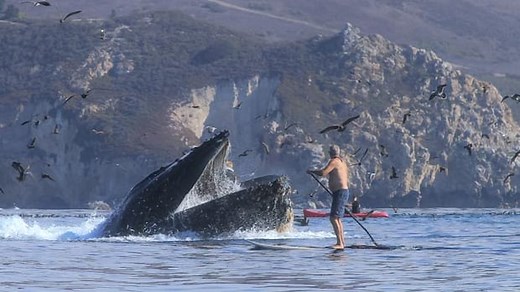 'It was crazy,' says California kayaker who was engulfed in a whale's mouth