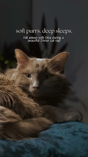 2 Hours Power Nap With Diva 💤 | Cozy Cat Sleep (4K)