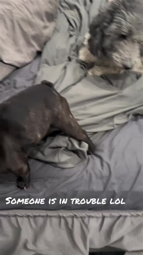 Minnie the Bulldog's Cheetos Adventure