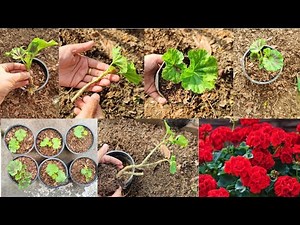Hybrid Geranium Planting, Repotting, Propagation and Best Potting Soil Mix |