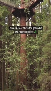 Experience the magic of the Northern California redwoods on the Redwood Sky Walk. | Active NorCal