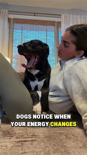 Why Dogs Sit Closer When You’re Quiet 🤫🐕