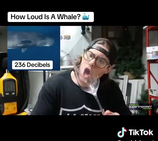 How Loud is a Whale? Discovering Ocean Sounds