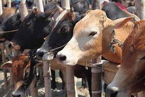 Cow slaughter ban has to be decided by states, not centre: BJP