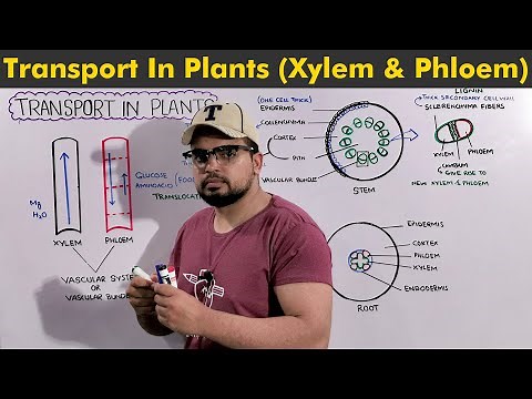 Overview of Transport in Plants