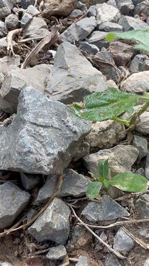 Naturally occurring gold found under rocks #gold #shorts