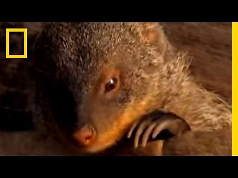 Stork vs. Mongoose | National Geographic