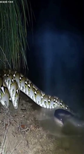 Giant Python Tries to Eat an Electric Eel… Instantly Regrets It! | Real CCTV Footage