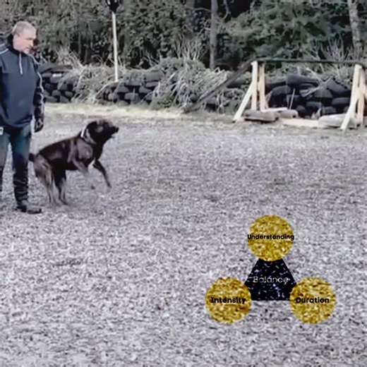TTCanines on Instagram: "Stranger things ! So yesterday while at The British Rottweiler Sports Dog NorthEast training, I was talking about my triangle of Understanding / Intensity / Duration, and then later in the day, a friend sent me this video, for a totally unrelated reason. However, the funny thing is, this is Brodey, and Brodey is the reason I added the Understanding / Intensity / Duration triangle to my training process. He taught me the importance of not sticking to it 👍 #ttcanines #dog