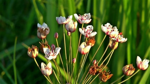 自然 蜻蜓 宏 - Free video on Pixabay