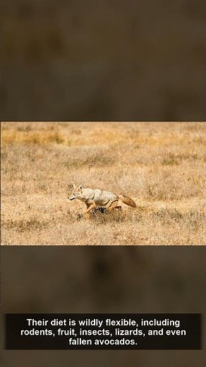 🦌 Coyote — Amazing Facts | The Wild America | California