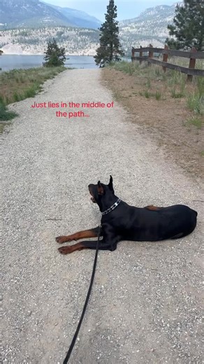 Rosco (@roscodoberman)’s videos with Let's go - Official Sound Studio