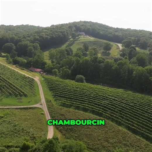 2.2K views · 13 reactions |  Georgia's wine industry is booming, but what kinds of wines can you find at vineyards in the state? On a new episode of Georgia Outdoors, Sharon Collins visits a few local wineries to discover what they offer and the struggles they face. "Georgia Wine Country" premieres tonight at 7:30 p.m. Stream "Georgia Outdoors" now: https://bit.ly/3We5QAa | Georgia Public Broadcasting | Facebook