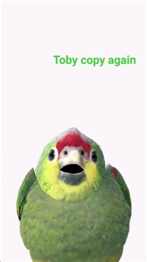 toby woby