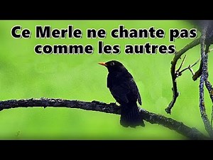 Chant du MERLE NOIR, assez spécial (2ème partie)