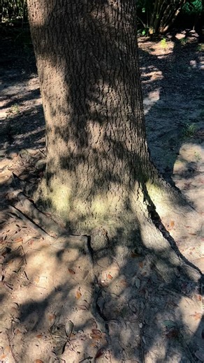 Butterfinger & Baby Ruth have hit the trees! #woodsidewildliferescue #raccoonsofinstagram | Woodside Wildlife Rescue