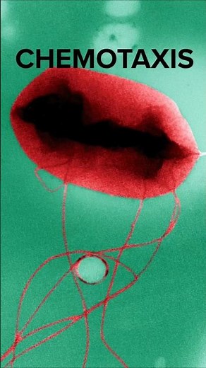 Chemotaxis