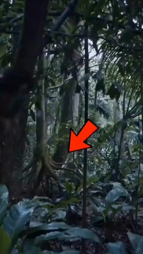 Did you know some trees can walk? Meet the walking palm, a tree that moves up to 20 meters a year in search of better sunlight! Found in Ecuador’s lush rainforests, it uses its stilt-like roots to shift position over time. #WalkingPalm #Rainforest #NatureFacts #ConservationMatters | Facts Wiki