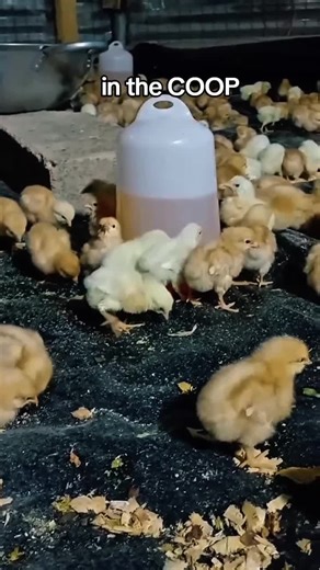 Raising Chickens: Top Tips for Backyard Coops