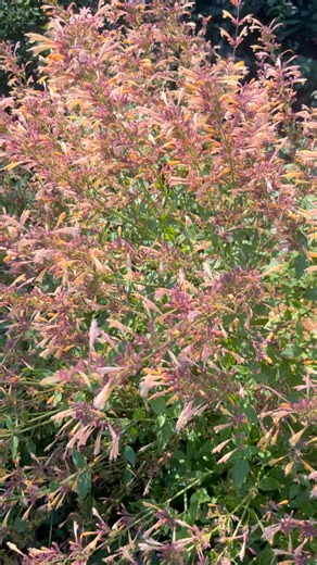 P. Allen Smith on Instagram: "Good morning! Another deer resistant beauty that is in full bloom just now. This is Agastache ‘Queen Nectarine’ and it is such a good perennial. They have been blooming like this since at least July. Amazing flower power and a robust pollinator magnet as all Agastaches or hyssops are. Called Hummingbird Mint because it is a favorite of those little acrobats of tue sky. Do you ever get plant names wrong? Lol …Well I certainly do. Sorry…I misnamed this one calling it 