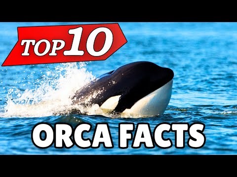 Are ORCAS SMARTER Than Chimpanzees? | Orcas EXPLAINED