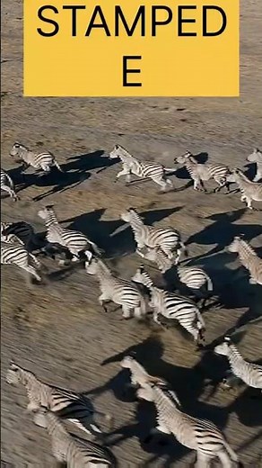 Zebras & Wildebeests STAMPEDE Past CROCODILES at Mara River Crossing