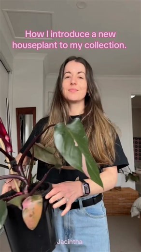 Five-Step Routine for Introducing a New Houseplant