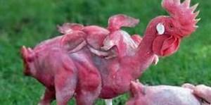 KFC Using Genetically Engineered Chickens With No Feathers or...