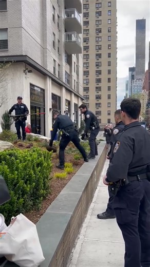 Turkey running wild in New York city | The Shirley Drive In