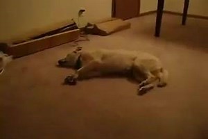 14K views · 423 reactions | Sleep Walking Dog | Vixen Daily | Facebook