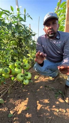 #gardening #campo #naturaleza #tomatoes | gardening
