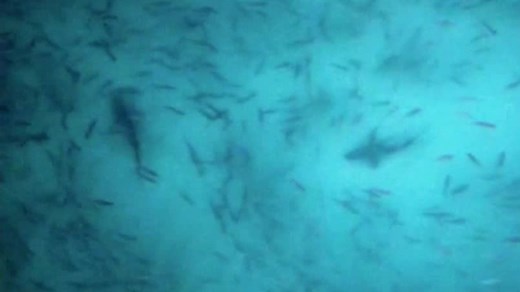 Drone captures incredible shark vision