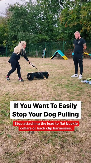 How To Walk A Dog…. … use the correct tools for a start. Now the reality is, you can teach any dog to walk to heel without the use of tools, it’s long winded but it doesn’t have to be. Normal collars as a stand alone tool can make life difficult, when a dog does pull all the pressure goes on their neck and they also become very powerful and frustrated when you pull back. So we often opt for a harness, this is great but we often make life more difficult, we often will attack the lead to the back 