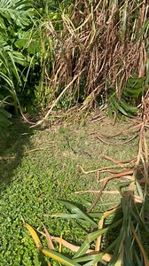 My yard Black Racer (Coluber constrictor) that has lived here many years. He lets us get pretty close as you can see. Thanks Troy Mckalla for the video | Tom Crutchfield