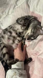 554K views · 26K reactions | Belly rubs & loves on her due date… ❤️ #serenitystormbengals #fblifestyle #silverbengalkittens #ukpets #catslife #petlover #fblifestylechallenge | Serenity Storm Bengals UK | Facebook