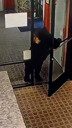 Black bear wanders into California office