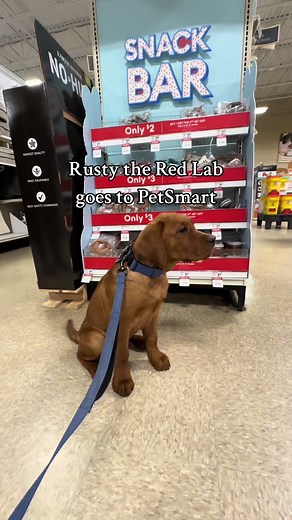 10/10 will be going back. most dun ive ever had in a store!! #rustytheredlab #foxredlabrador #labradorretriever #labradorsoftiktok #labradorpuppy #foxredlab #foxredlabpuppy #puppyvoiceover #trickstervoice #petsmart @PetSmart