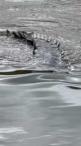 185K views · 8.9K reactions | The Saltwater Crocodile is the largest living reptile on planet earth  | Wildman Adventures | Facebook