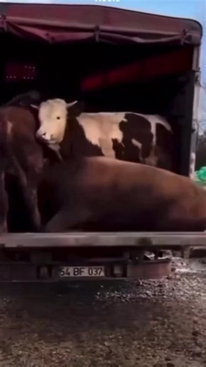 Watch scammers lose their cool when Scammer Payback turns the tables on them! 🤬 #scammerrage #scammerpayback #justiceprevails