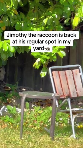 Jimothy the Raccoon: Regular Backyard Visitor in Seattle