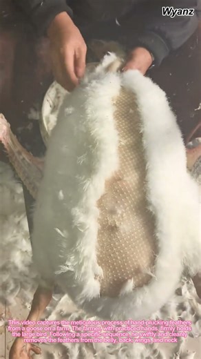 Satisfying Goose Plucking Process | Traditional Farm Skill