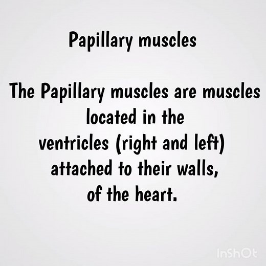 Papillary Muscles and its function