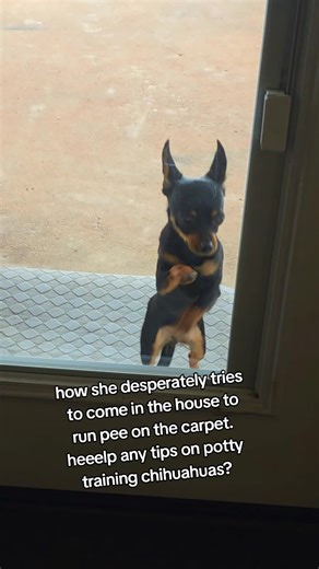 Potty Training Challenge with My Chihuahua