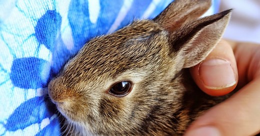 Why Is My Rabbit Losing Fur Around His Eyes?
