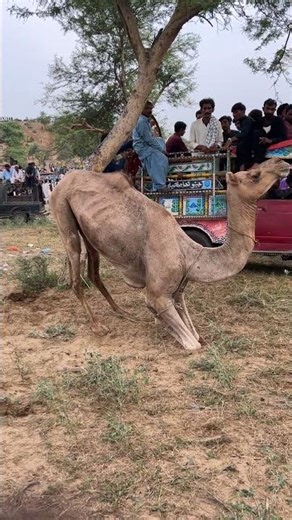 سائق العربة يُغضب الناقة في المهرجان