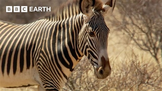 Can This Zebra See Off His Competition? | Narrated by David Attenborough | Africa | BBC Earth