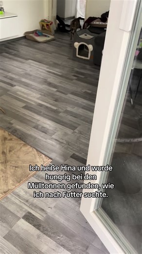 Hilfe für die tragende Katze Hina und ihre Kätzchen