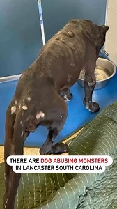 20 reactions · 7 comments | Saluda is also listed on the #petpardon...