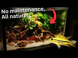 NO maintenance, All Nature! Ecosystem tank build for Apistogramma!