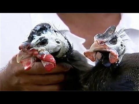 Como saber o macho e fêmea da Galinha da Angola